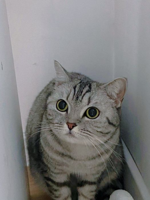 Шотландская прямоухая красивая кошка