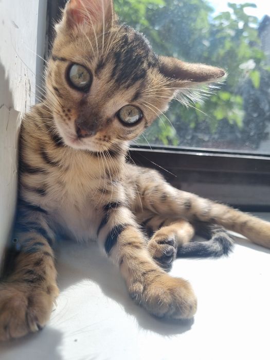 Котенок бенгальский