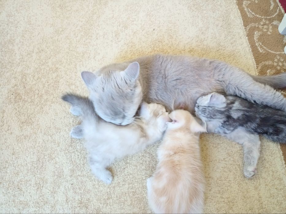 Британские котята