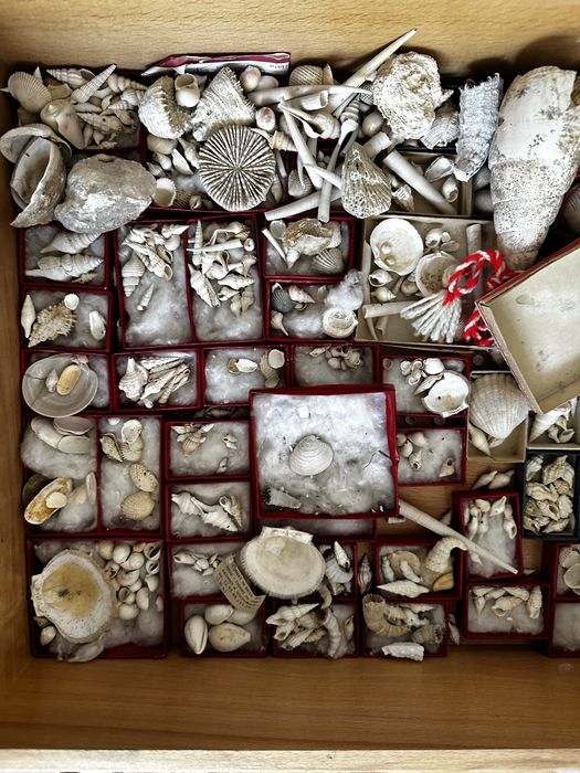 Рапани и миди