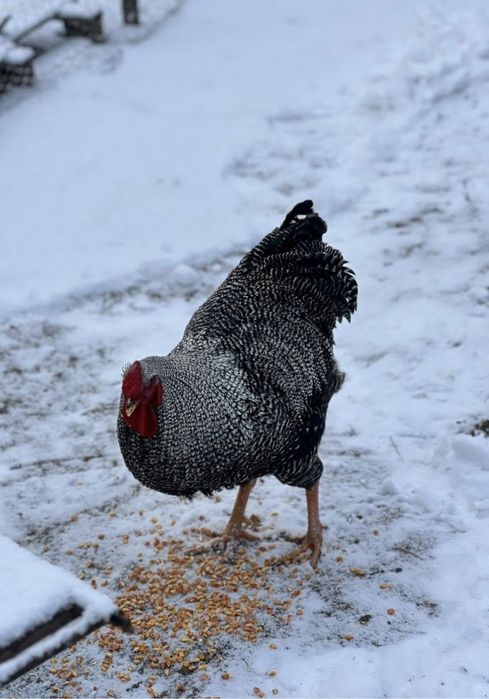 Vand oua de incubat  wyandotte(rosu-negru/alb-negru) si playmouth