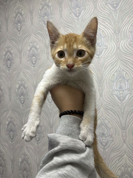 Продам маленького рыжего кота