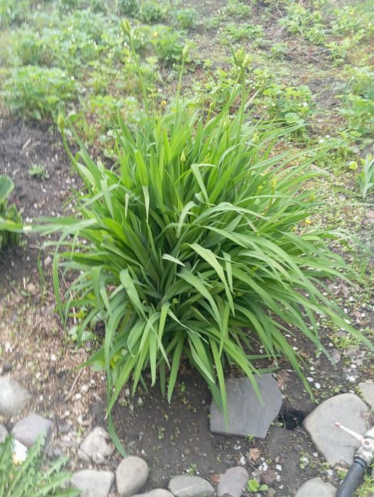 Продам  растения для сада