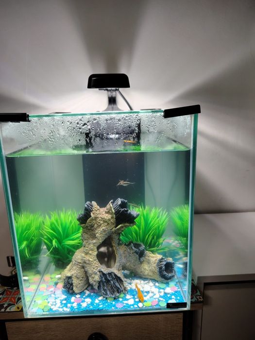Acvariu cu pești