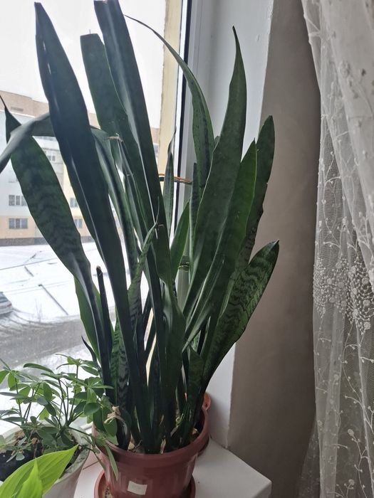 Комнатные растения