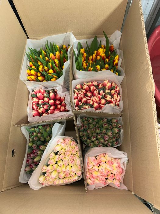 ТЮЛЬПАНЫ К 8 марта