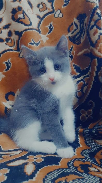 Котят в добрые ручки