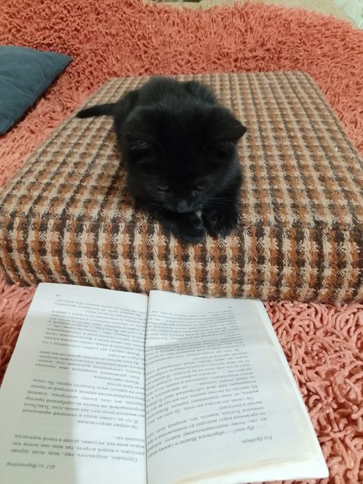 Отдам кота в добрые руки