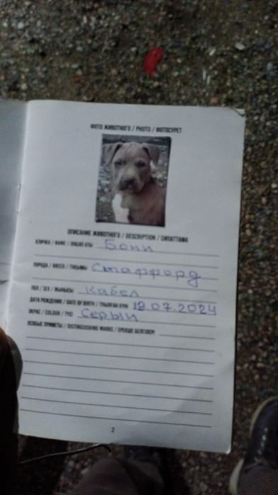 Сатылады стафф таза