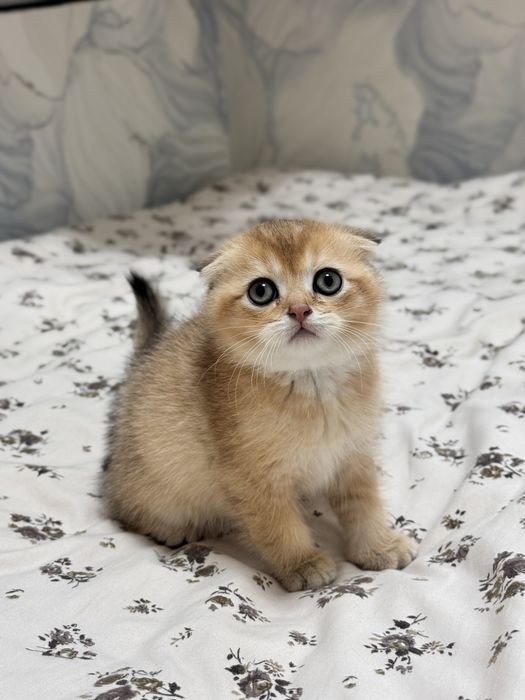 Zolotaya shinshilla ny 12