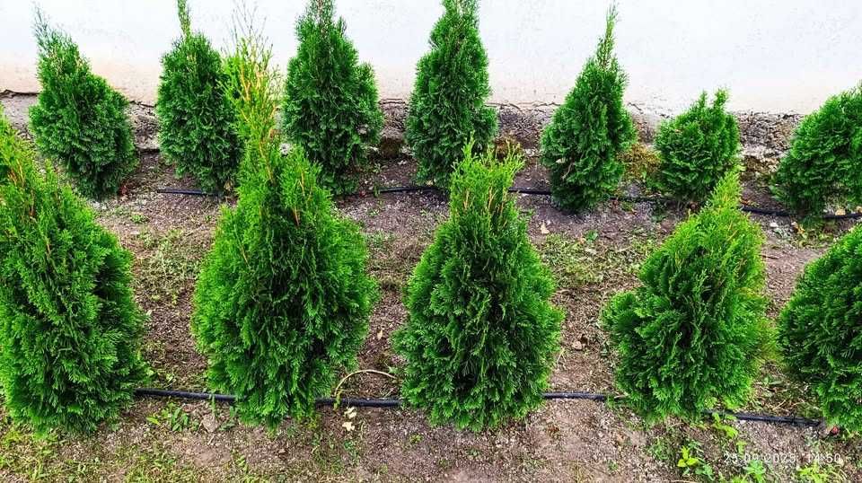 Западна туя Фастигиата / Thuja occidentalis Fastigiata