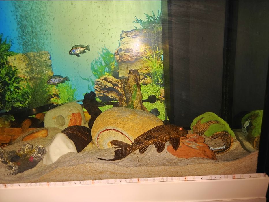 Cichlide Africane Malawi - Mbuna - Anchistrus - Pterygoplichthys Gibbi