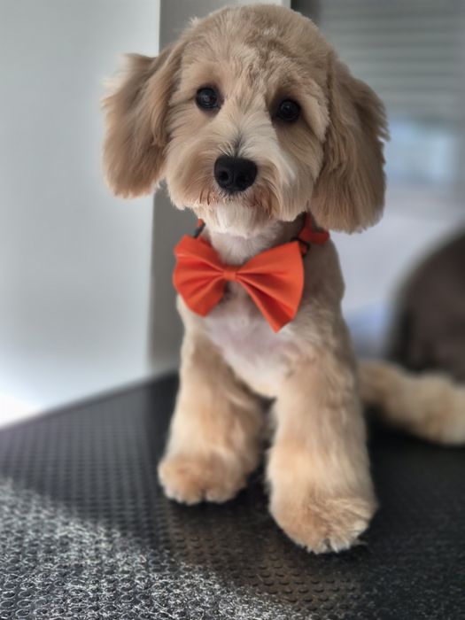 Frizerie canina Constanta