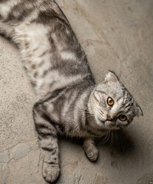 Шотландский вислоухий кот, 2 года