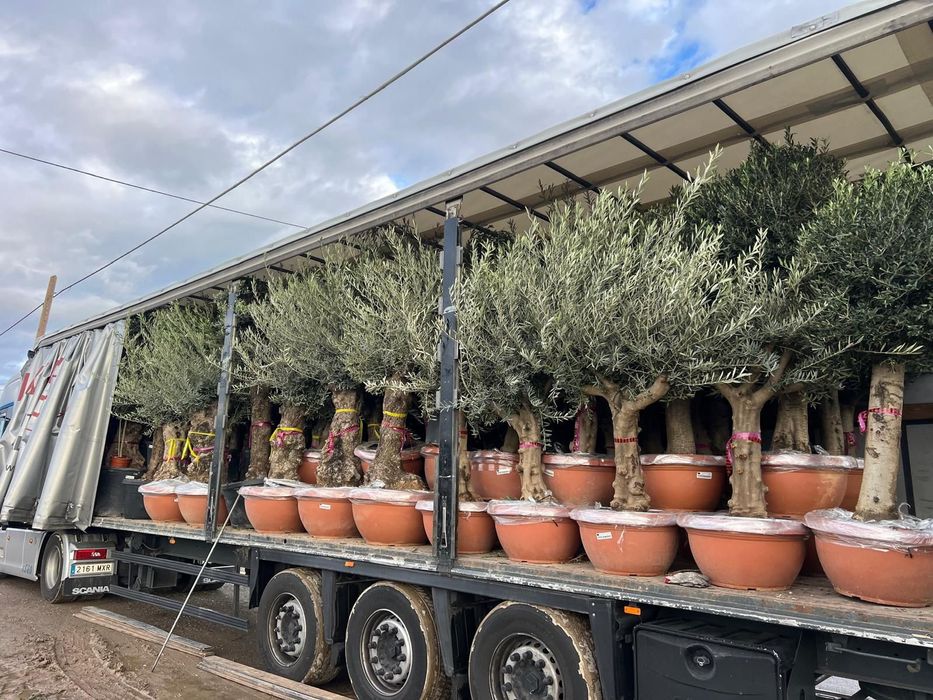 Chiparos leilandi  leilandi gold