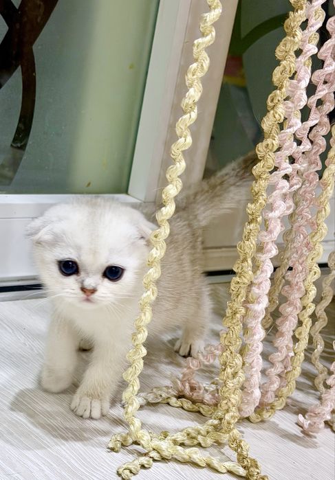 Шотланский Скоттиш Фолд! Колорная шиншилла!