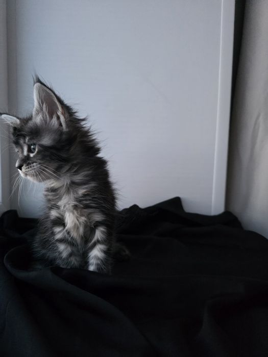 Мейн-кун| Котята | Бронь|