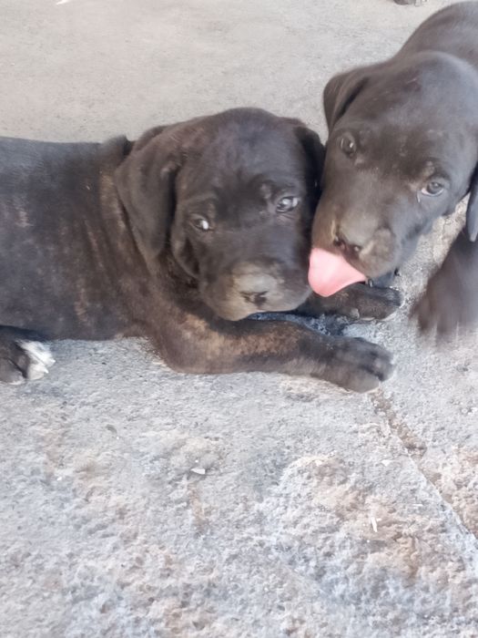 Продам щенят Кане корсо