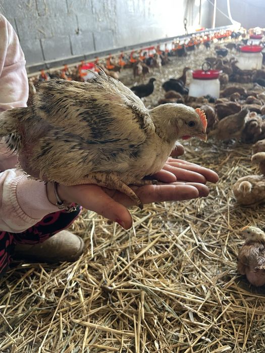 Pui de rasa mixta kabir porumbac gat golas