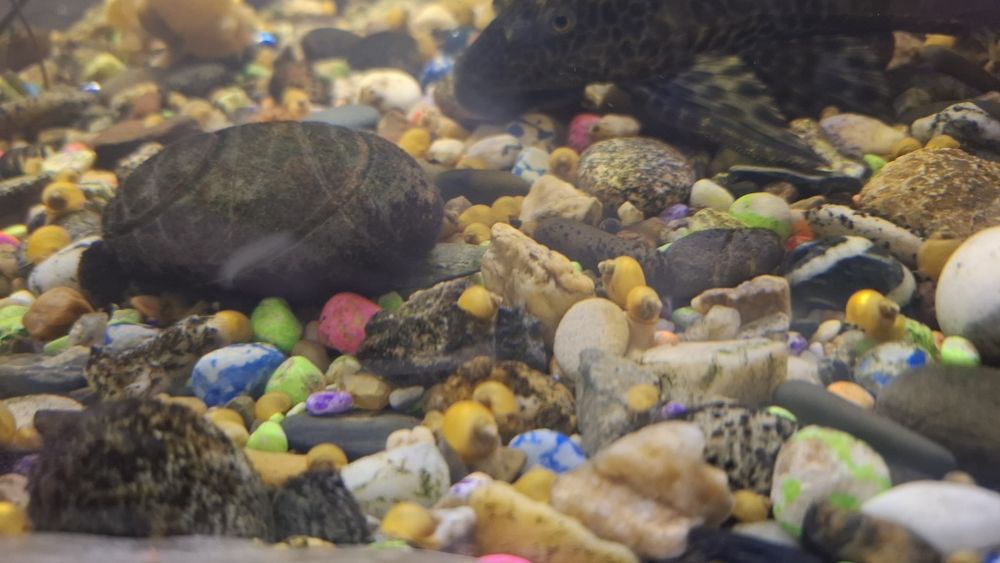 Улитки апмулярии