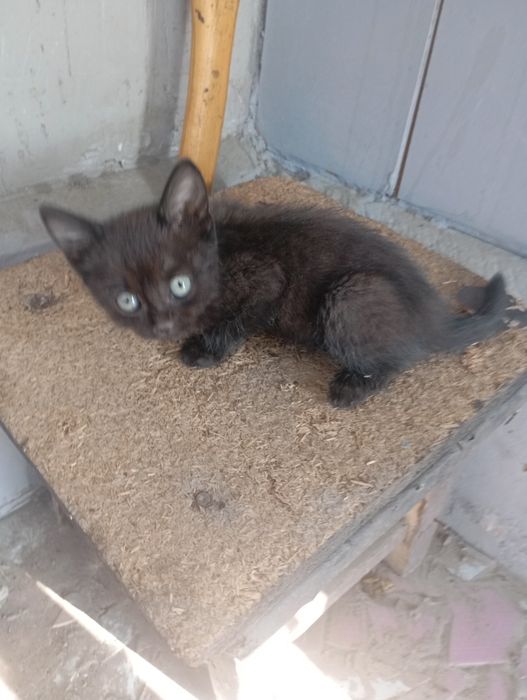 Отдам  черного котенка