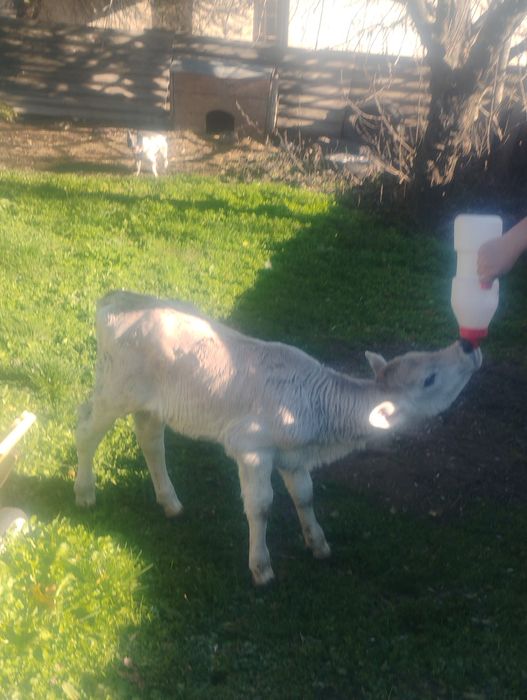 Продавам  две женски телета месодайни