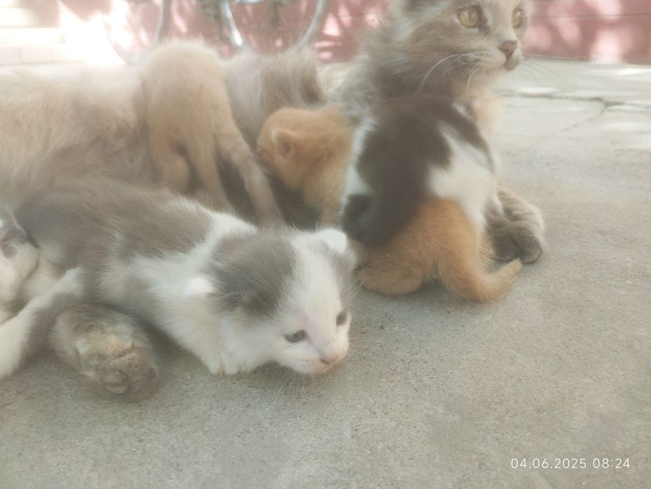 Mushuk bolasi 2 oylik boldi qiz bola