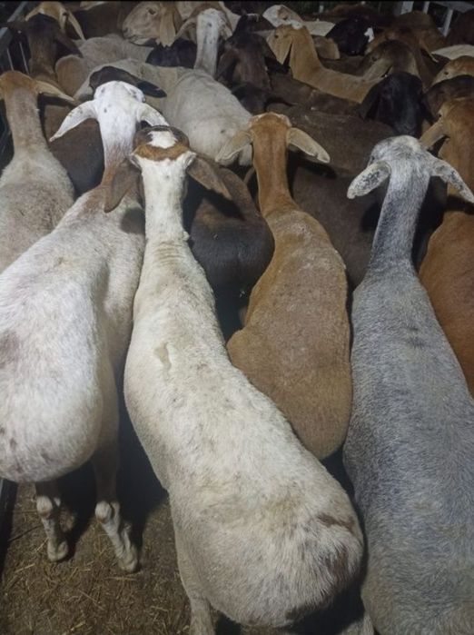 Баран Кой токты токтушки сатылада