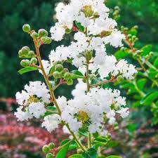 Liliac indian alb