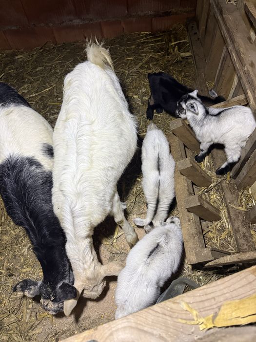 Capre si iezi de vanzare