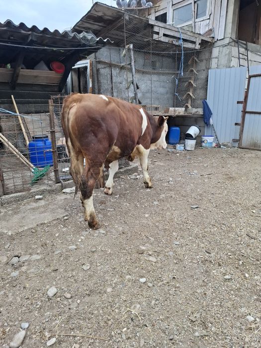 Tăuraș vârstă 9 luni, preț 7300 LEI.