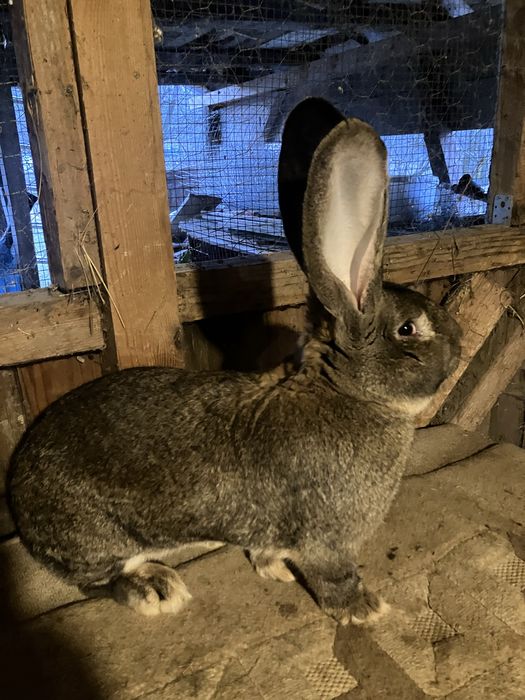 Vind 2 masculi urias german din luna aprilie