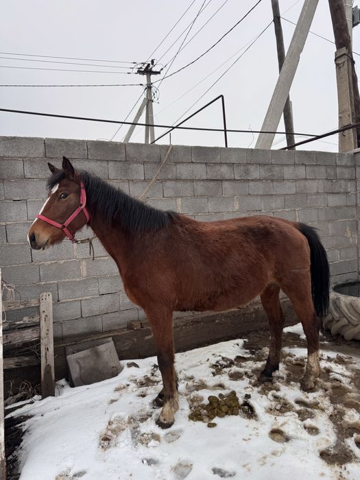 буаз бие  сатылады