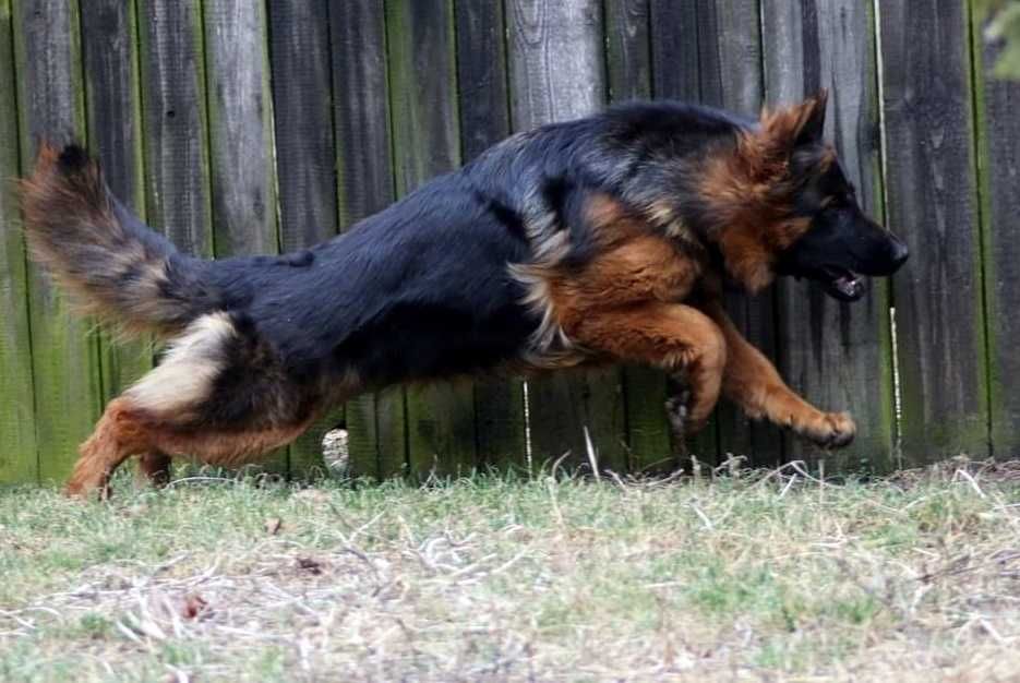 Pui Ciobanesc German cu pedigree,par lung