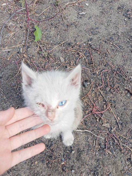 Отдам котят в добрые руки