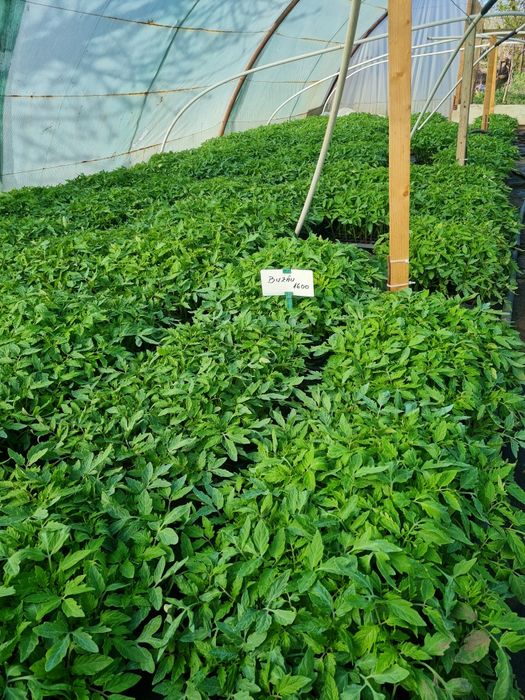 Rasaduri de Rosii de vanzare