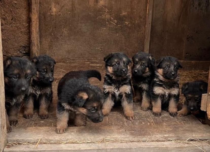 Щенки немецкой овчарка