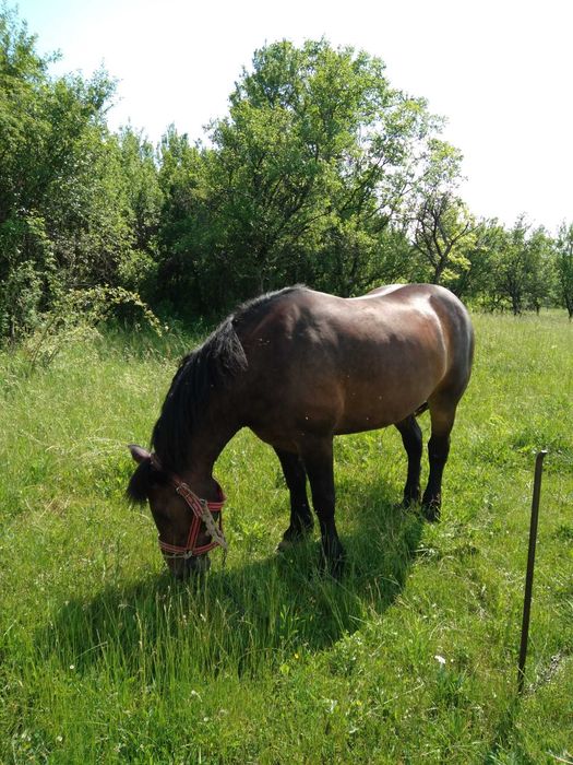 Iapă de vânzare Târșolț