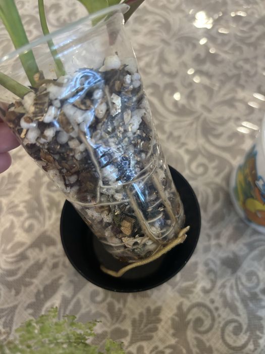 Продам коснатные растения