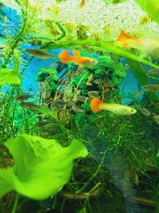 Microrasbora galaxy (Celestichthys margaritatus)