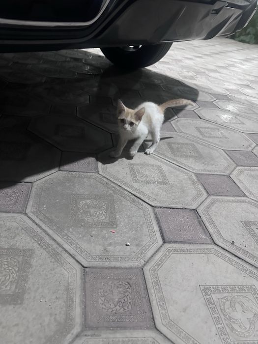 Отдам котят в добрые руки