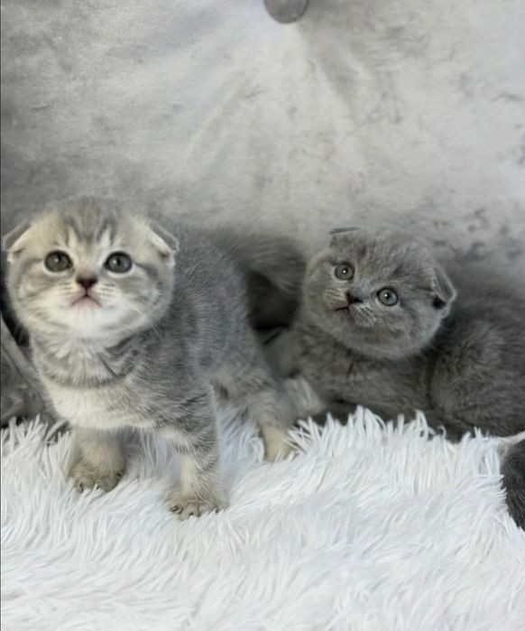 Шотландские котята Скоттиш Фолд