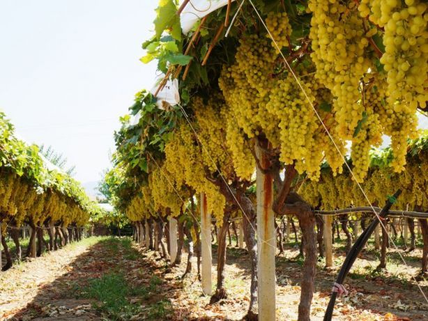 Агробизнес виноградники с возможностью многопрофильного хозяйства.