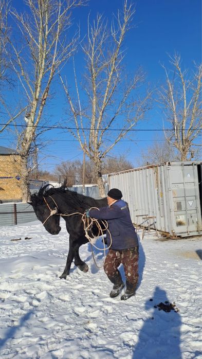 Продается жеребец