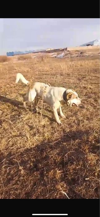 Вязка собак Кабель