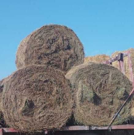 Vând baloți ghizdei