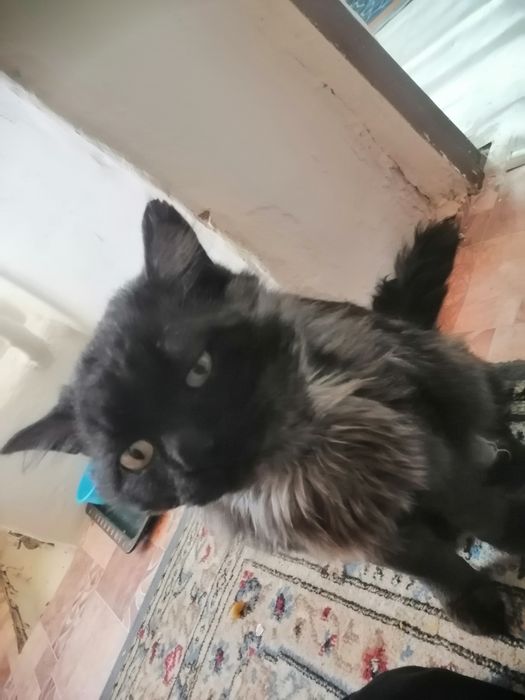 СРОЧНО! потерялся кот себирский