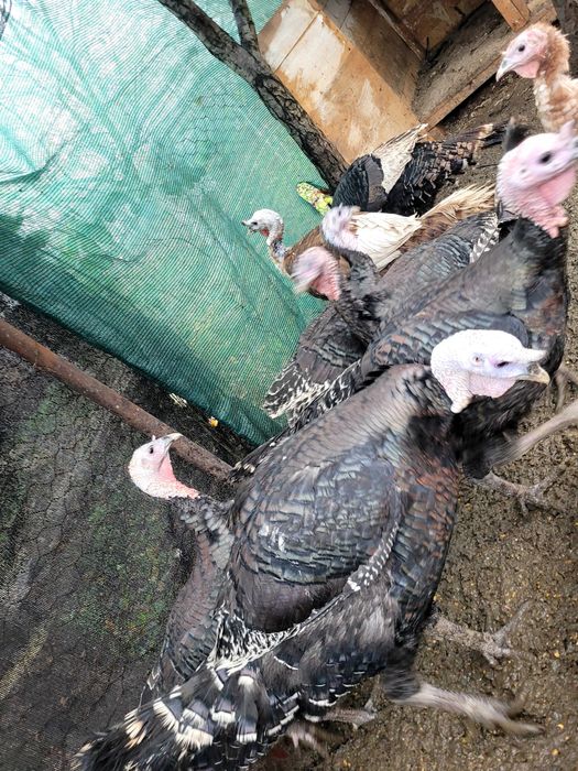 Vând curcani  potriviți pentru sacrificat