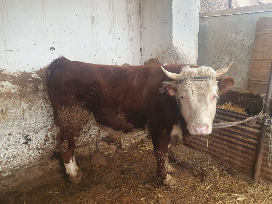 Zotdor buqalar sotiladi