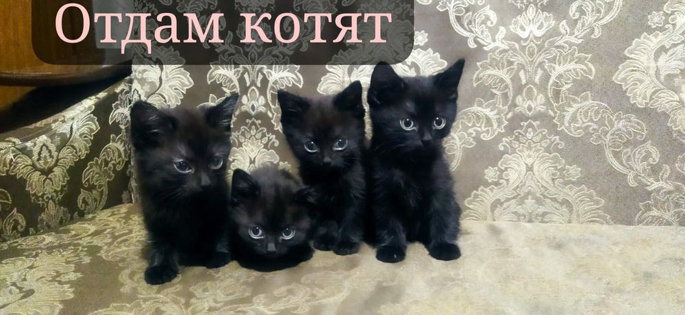 Отдам котят девочки и мальчик